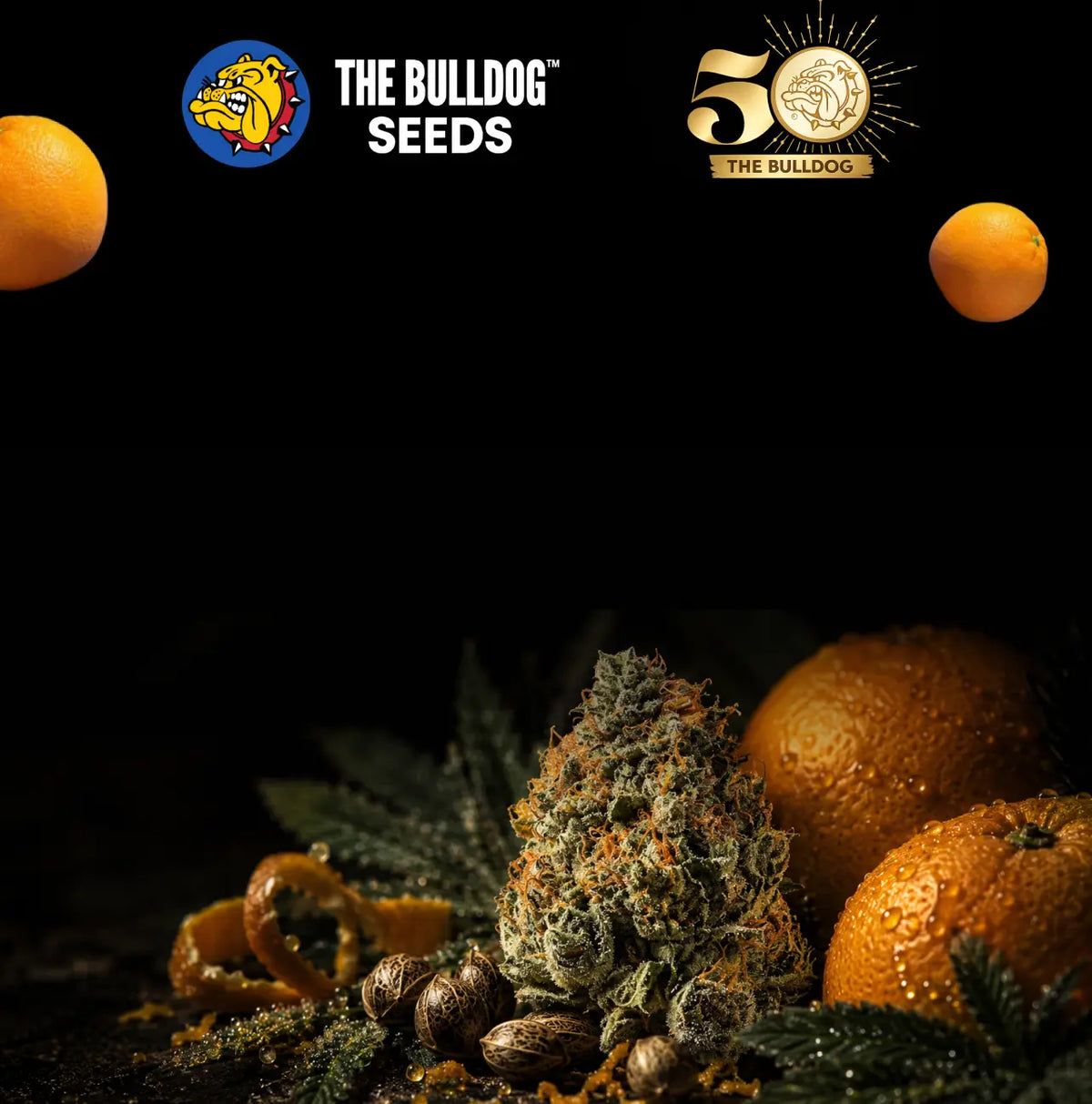 50 Year Anniversary