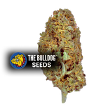 Amnesia - The Seed Shop