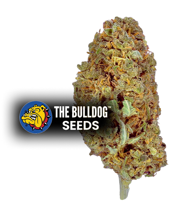 Amnesia - The Seed Shop