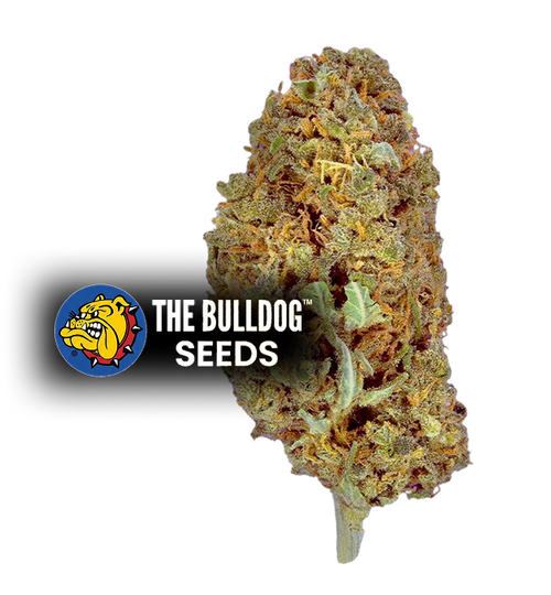 Amnesia - The Seed Shop