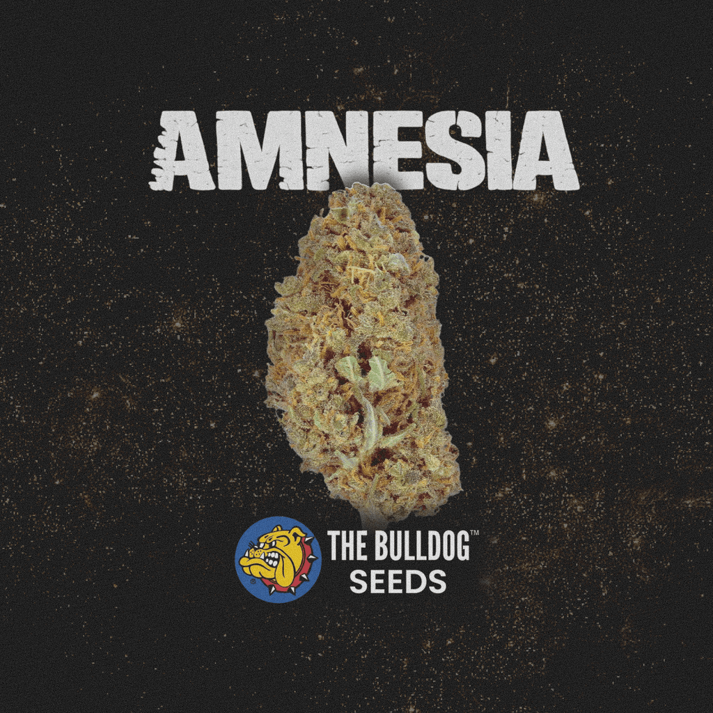 Amnesia - The Seed Shop