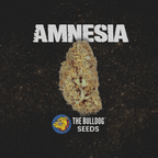 Amnesia - The Seed Shop