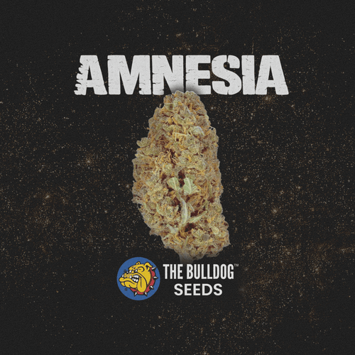 Amnesia - The Seed Shop