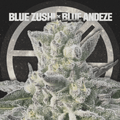 BLUE ZUSHI X BLUE ANDEZE - The Seed Shop