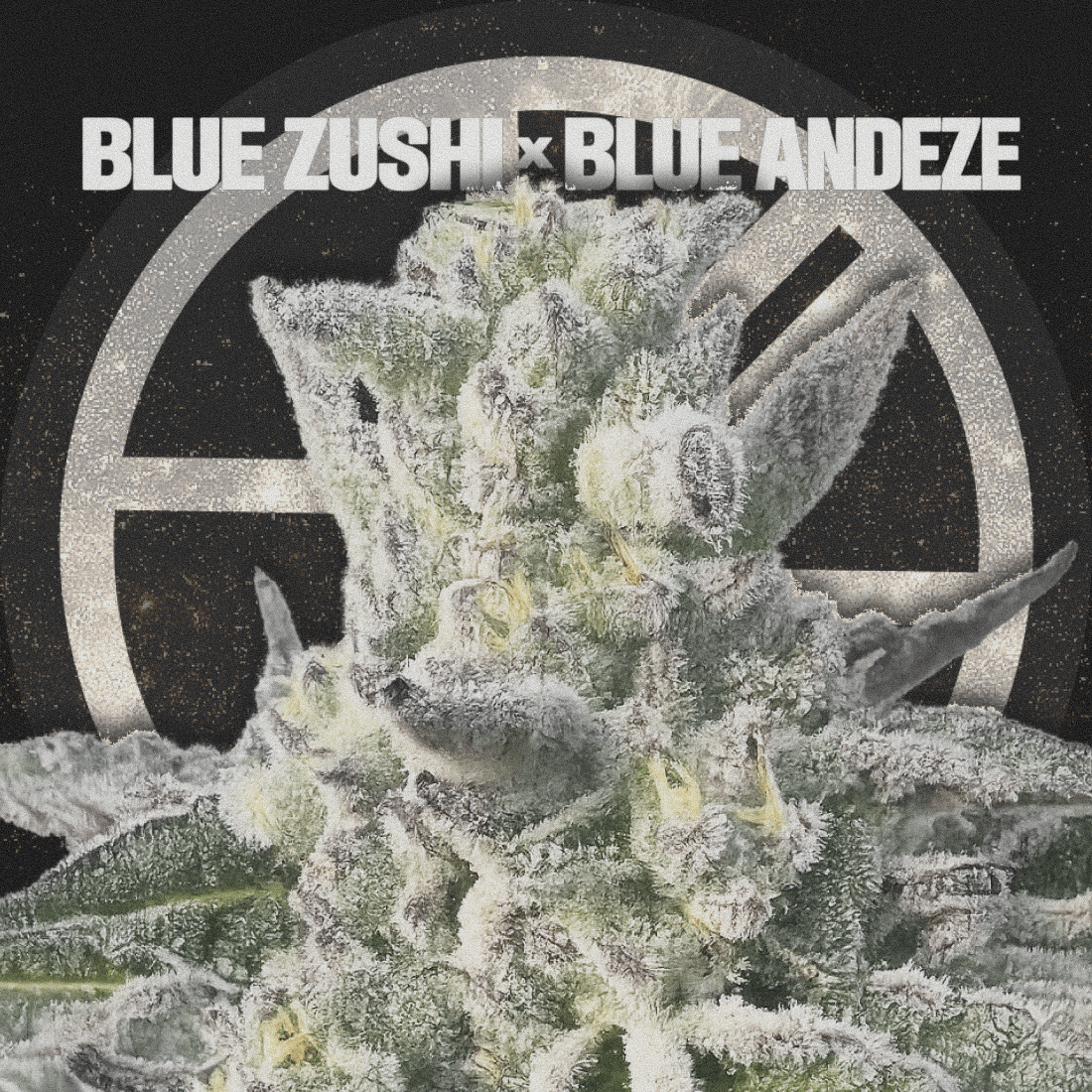 BLUE ZUSHI X BLUE ANDEZE - The Seed Shop
