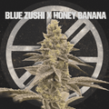 BLUE ZUSHI X HONEY BANANA - The Seed Shop