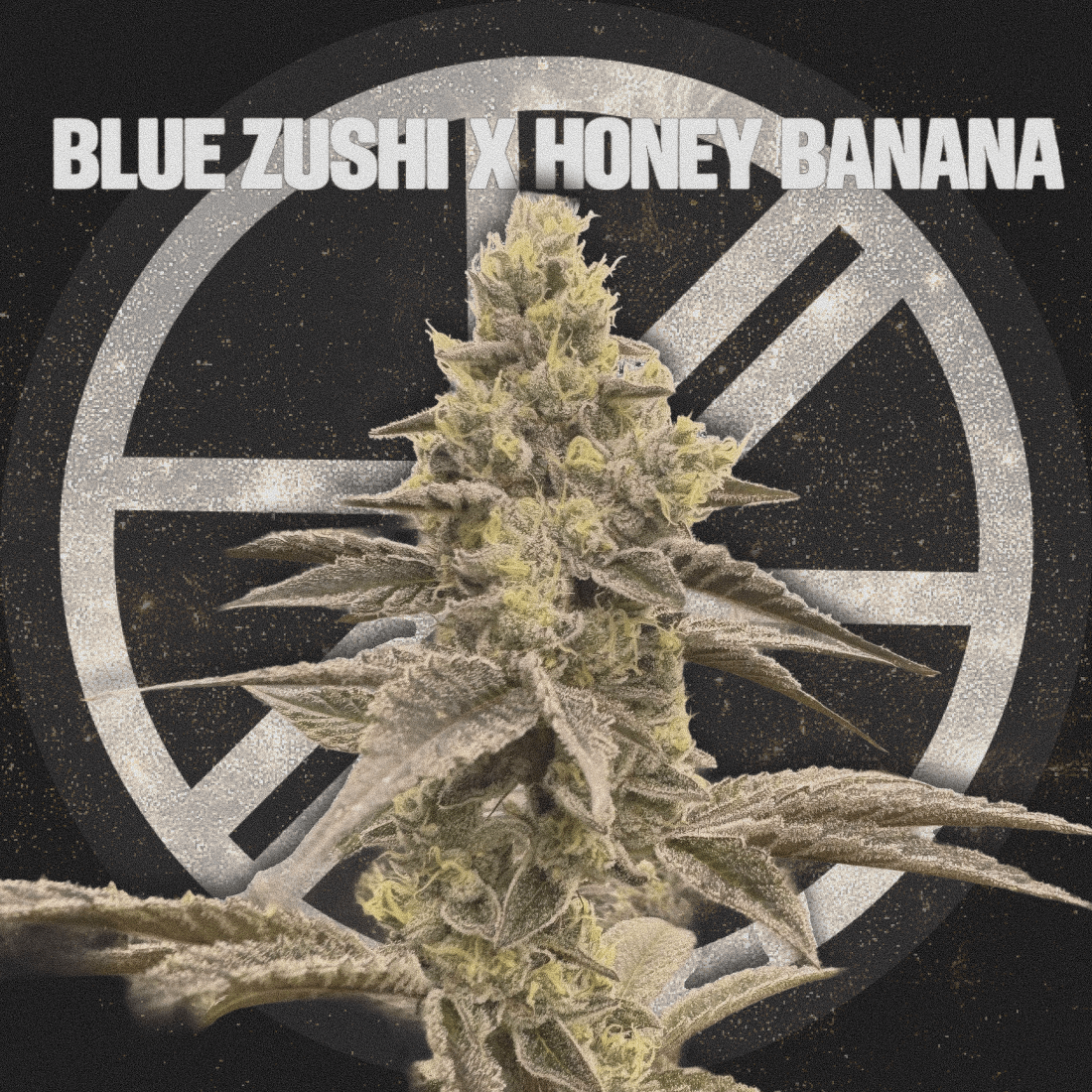BLUE ZUSHI X HONEY BANANA - The Seed Shop