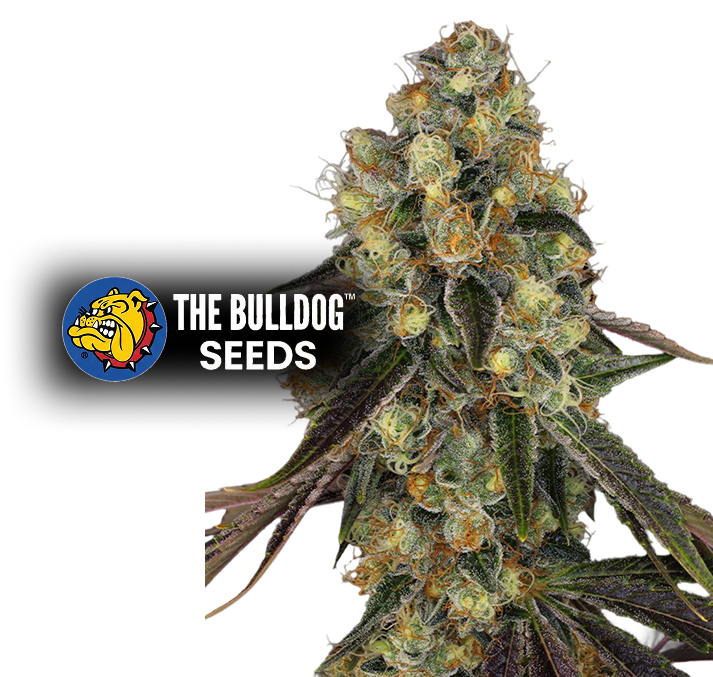 Cookies - The Seed Shop