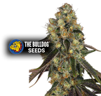 Cookies - The Seed Shop