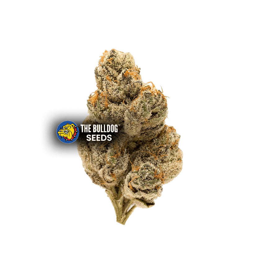 Do-Si-Dos - The Seed Shop