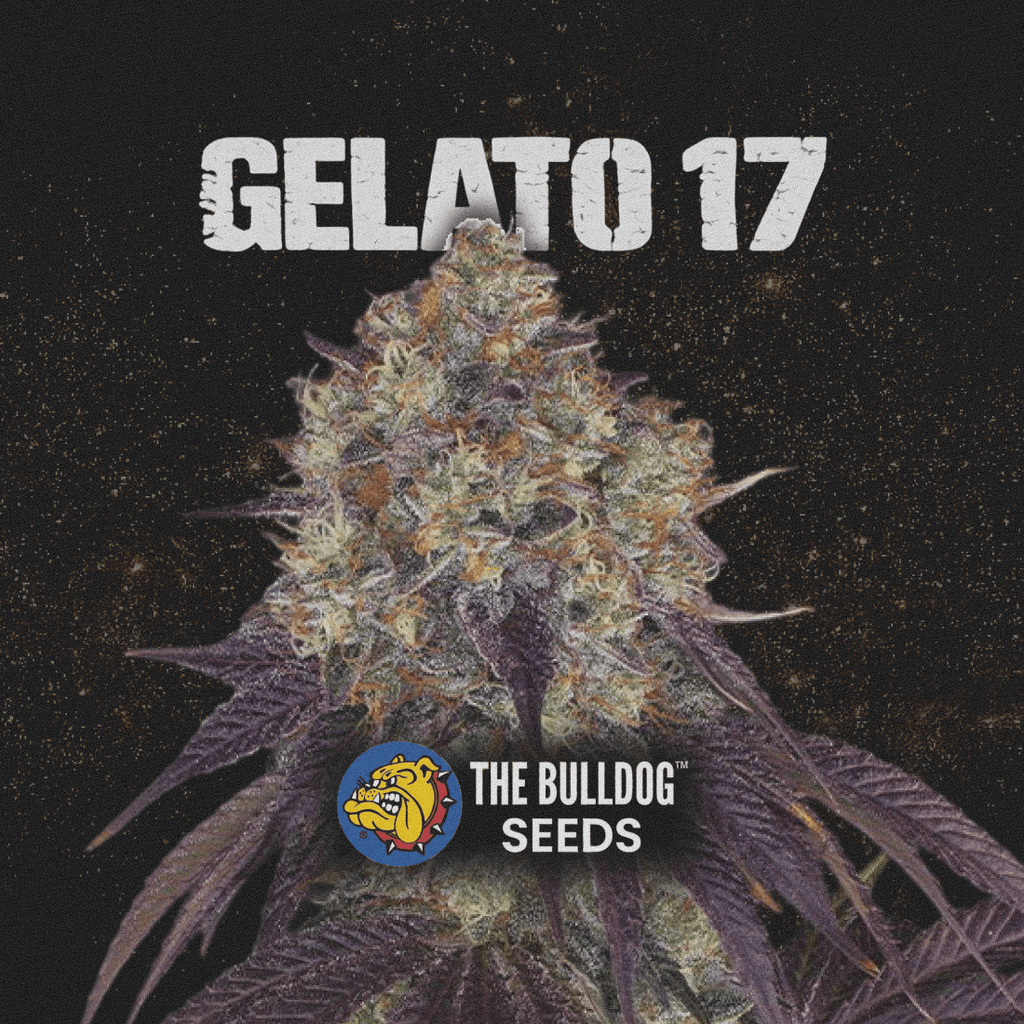 Gelato 17 - The Seed Shop