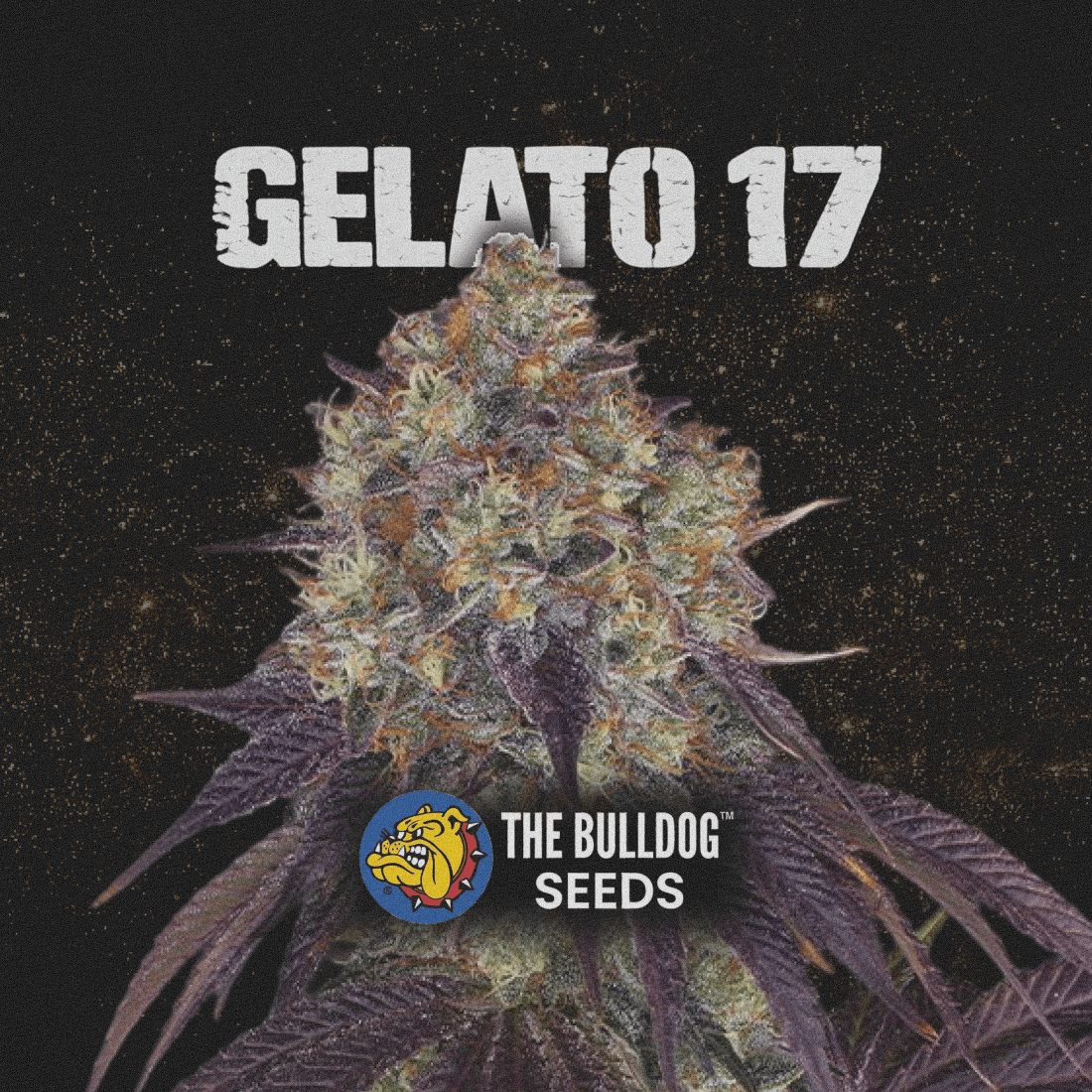 Gelato 17 - The Seed Shop