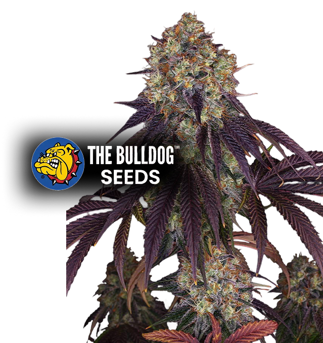 Gelato 17 - The Seed Shop