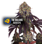 Gelato 17 - The Seed Shop