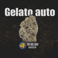 Gelato Auto - The Seed Shop