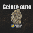Gelato Auto - The Seed Shop