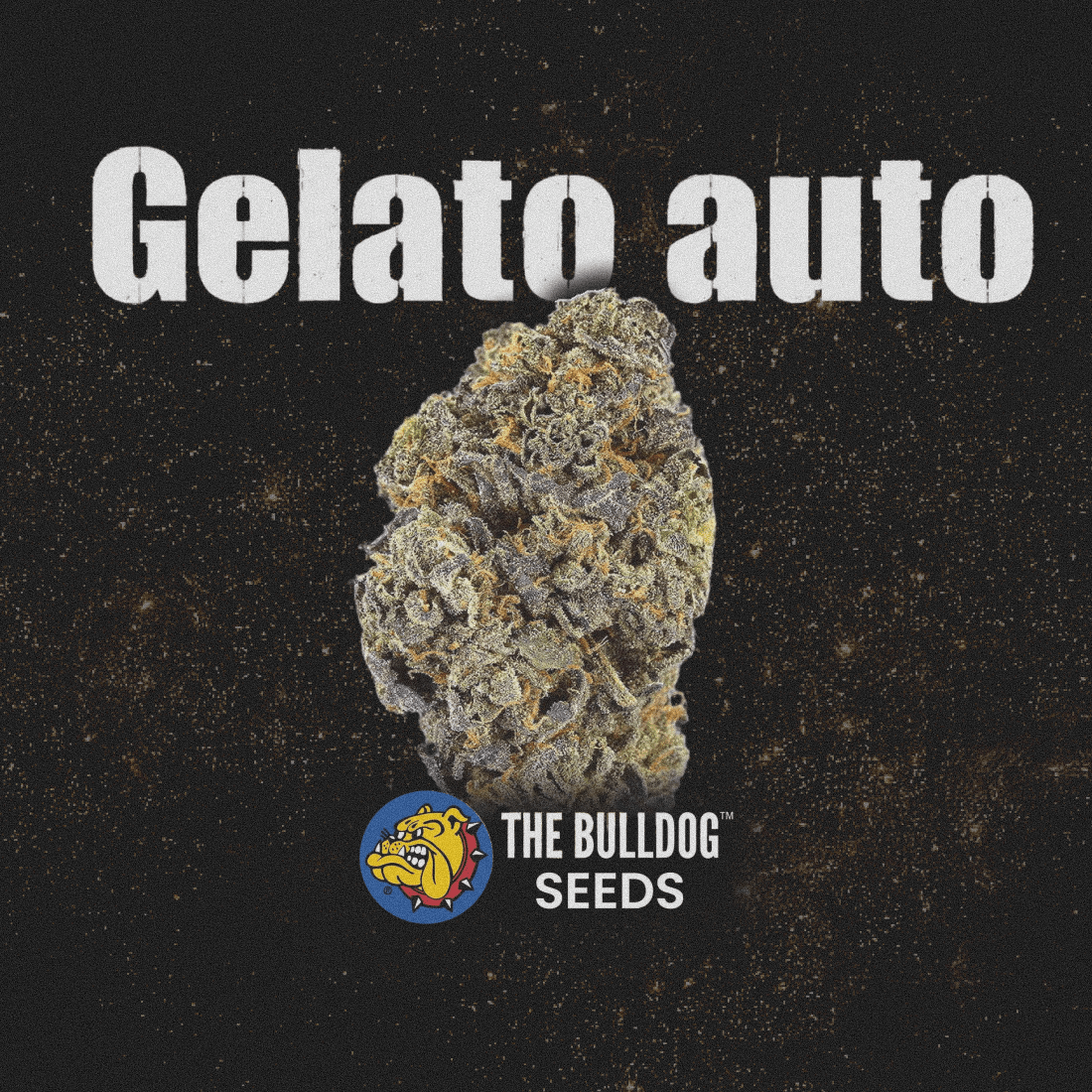 Gelato Auto - The Seed Shop
