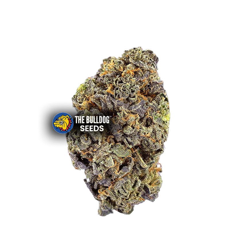 Gelato Auto - The Seed Shop