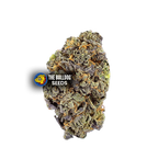 Gelato Auto - The Seed Shop