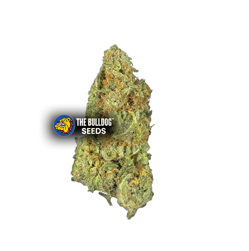 Gorilla Auto - The Seed Shop