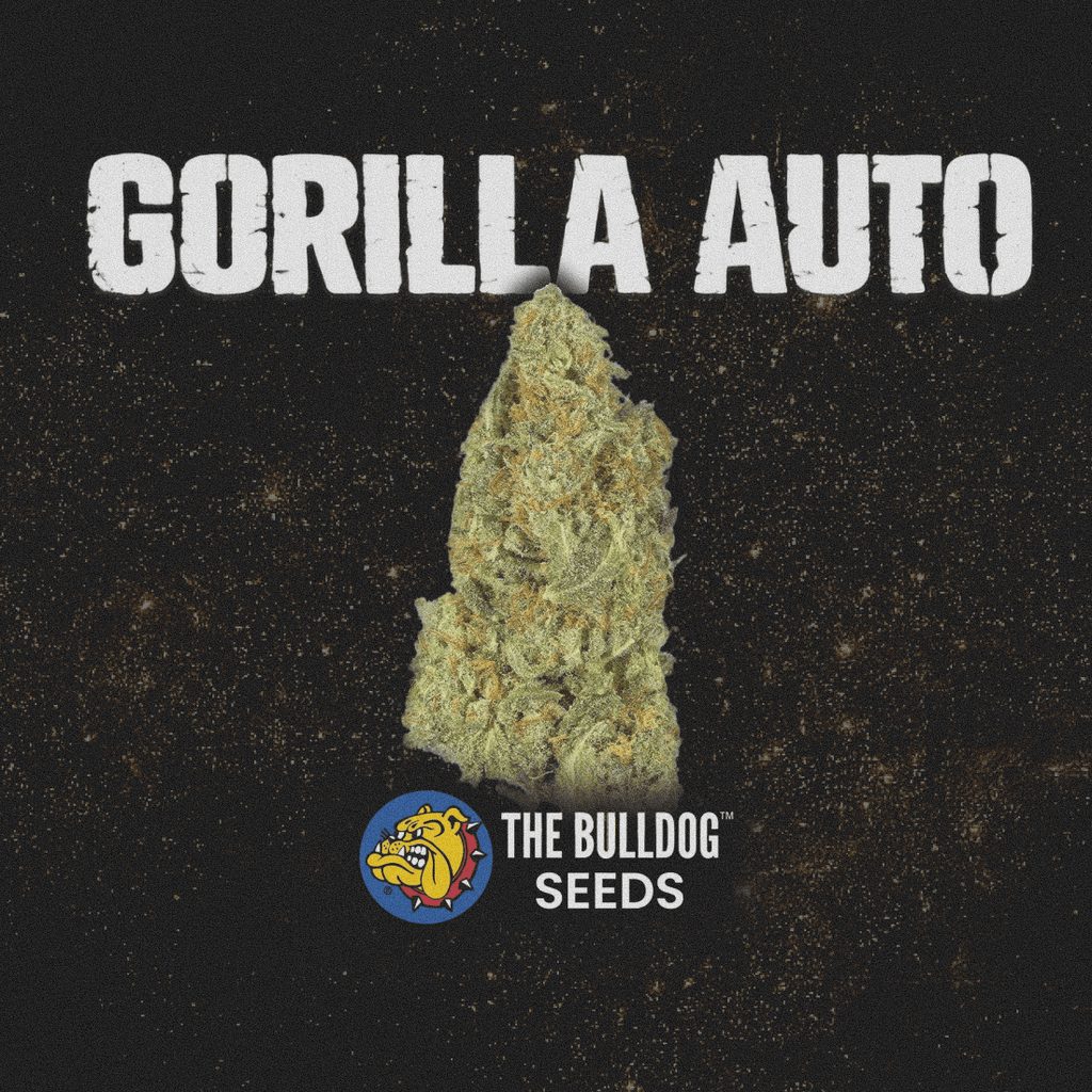Gorilla Auto - The Seed Shop