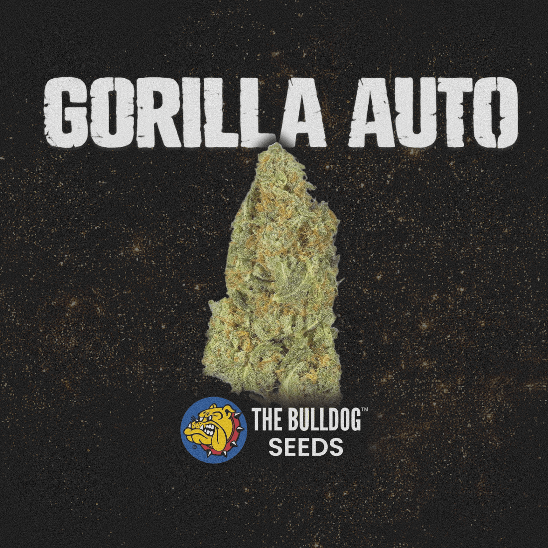 Gorilla Auto - The Seed Shop