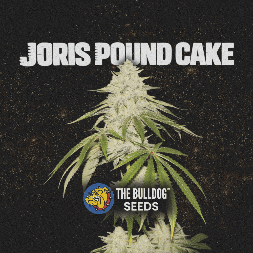 Joris Pound Cake - The Seed Shop