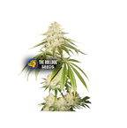 Joris Pound Cake - The Seed Shop