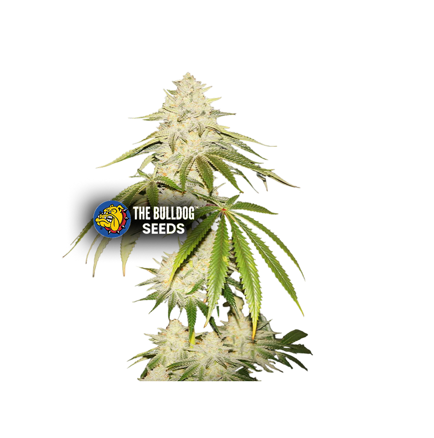 Joris Pound Cake - The Seed Shop