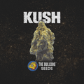 Kush - The Seed Shop