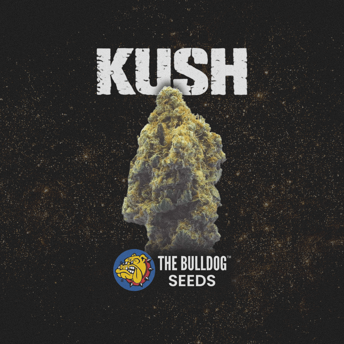 Kush - The Seed Shop