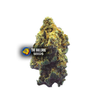 Kush - The Seed Shop