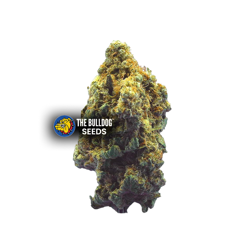 Kush - The Seed Shop