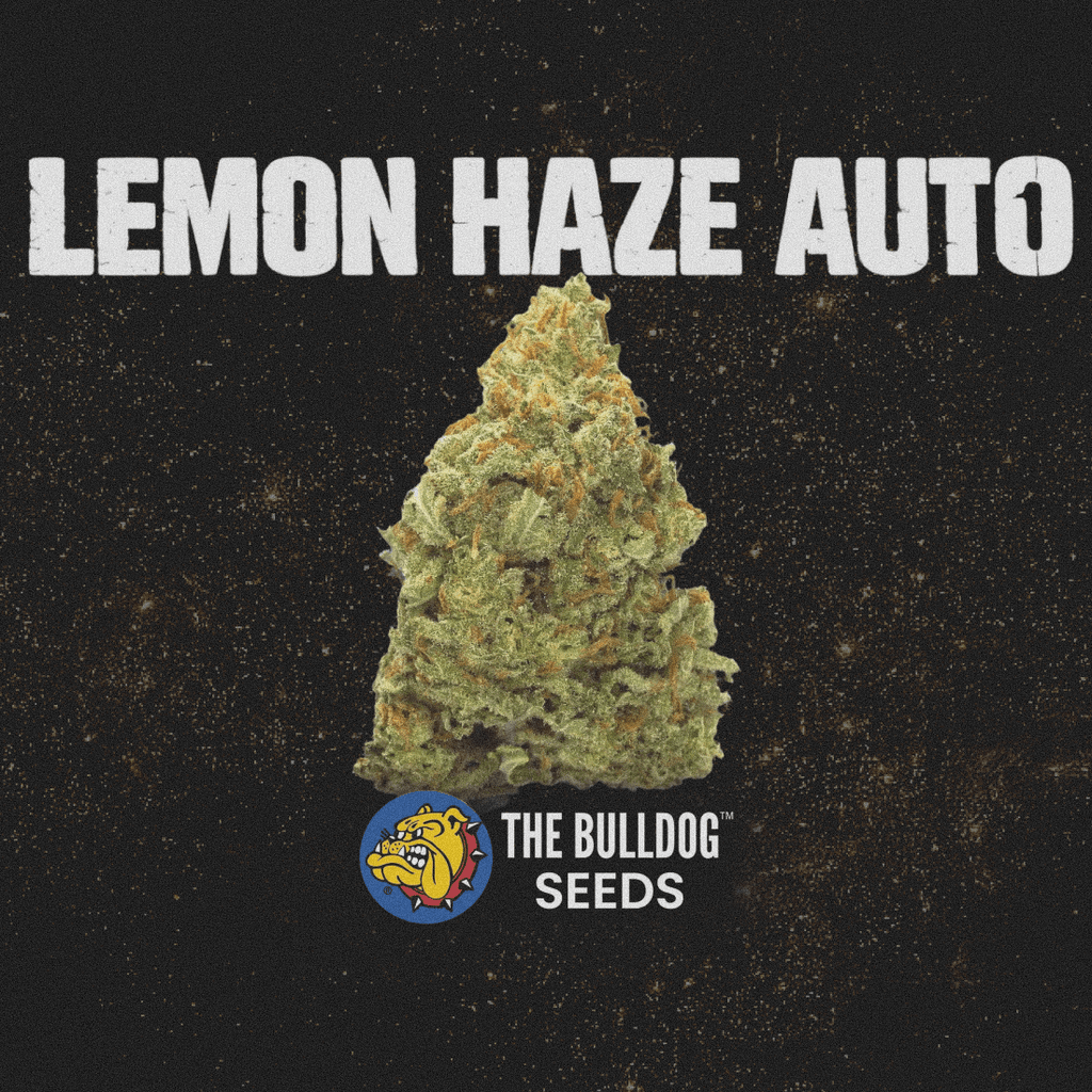 Lemon Haze Auto - The Seed Shop