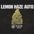 Lemon Haze Auto - The Seed Shop