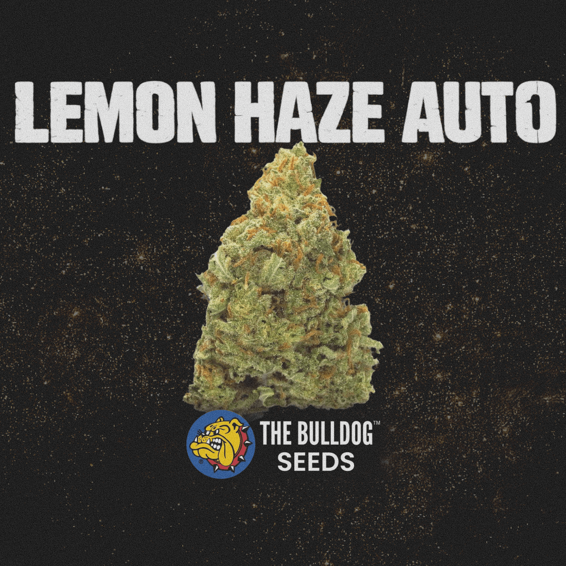 Lemon Haze Auto - The Seed Shop
