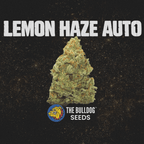 Lemon Haze Auto - The Seed Shop