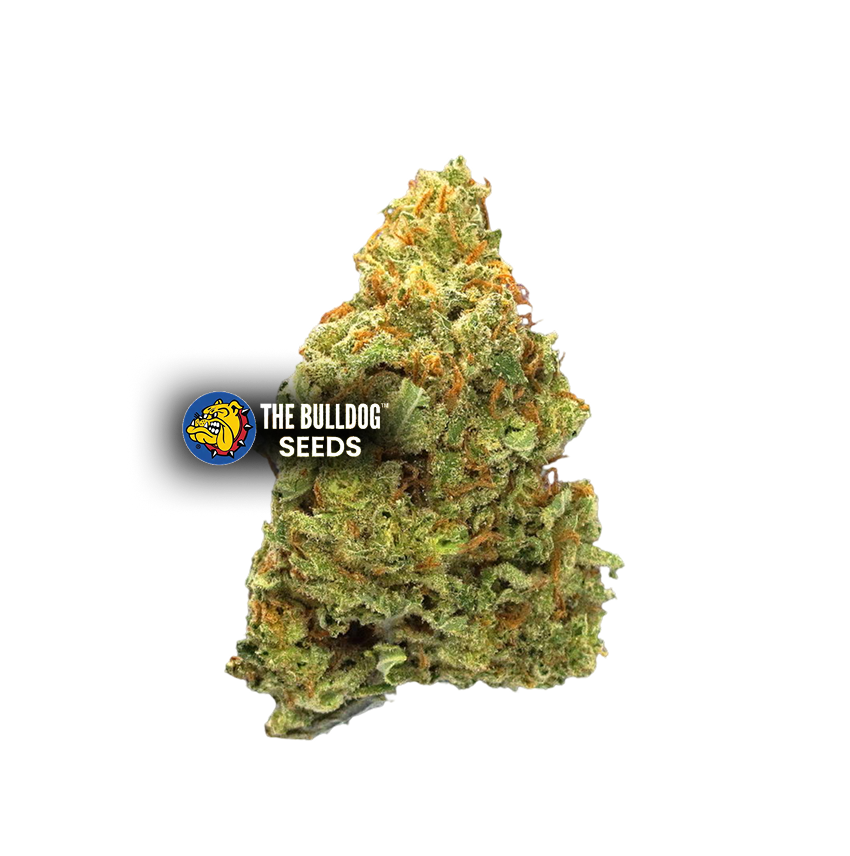 Lemon Haze Auto - The Seed Shop