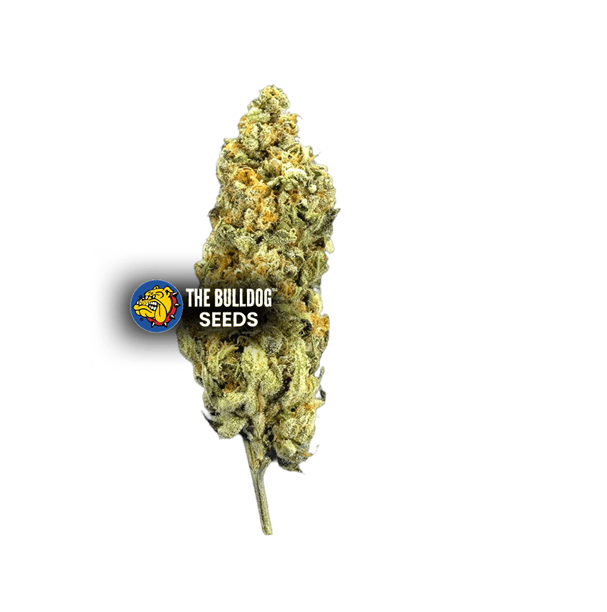 Mimosa - The Seed Shop