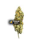 Mimosa - The Seed Shop