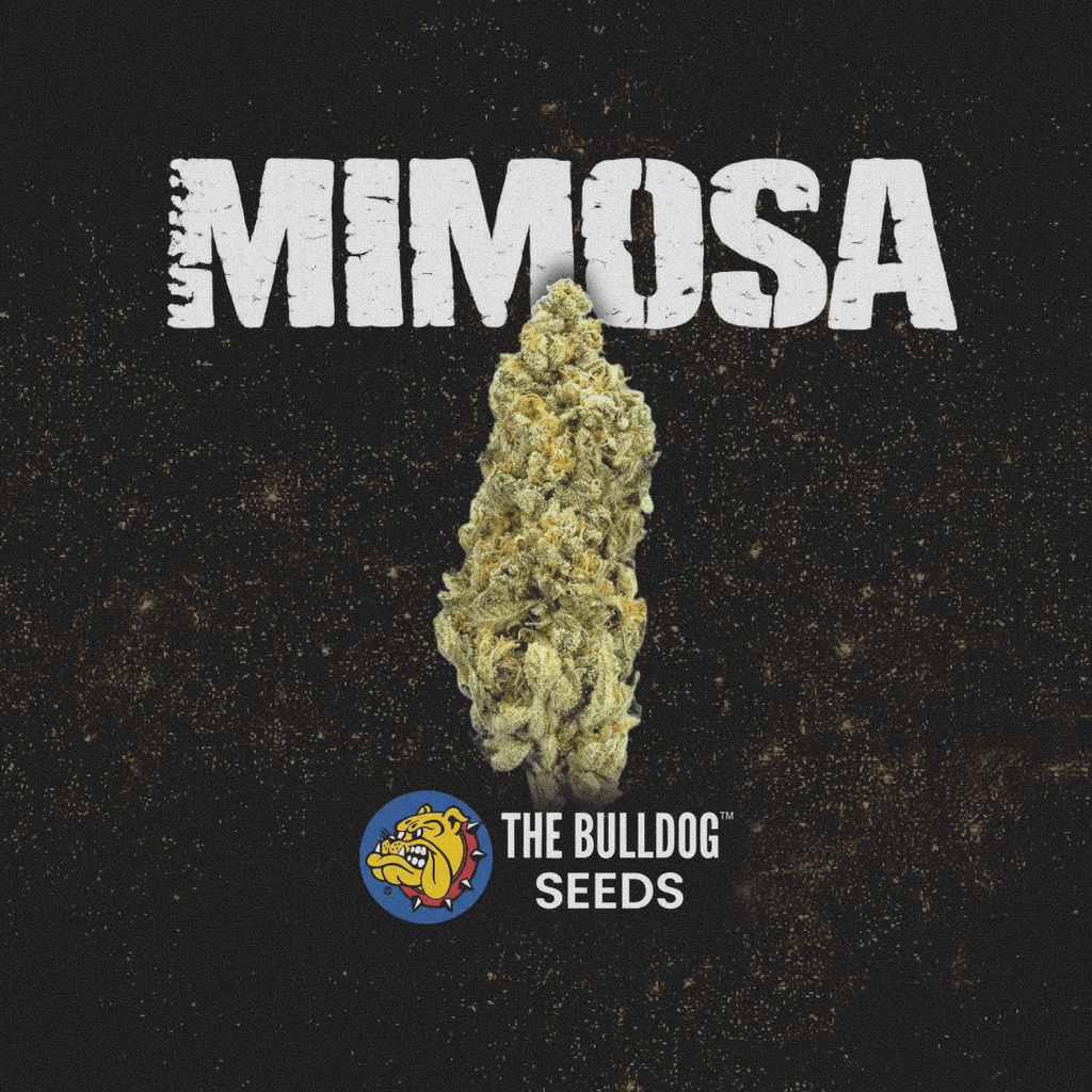 Mimosa - The Seed Shop