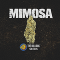 Mimosa - The Seed Shop