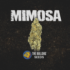 Mimosa - The Seed Shop
