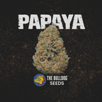 Papaya - The Seed Shop