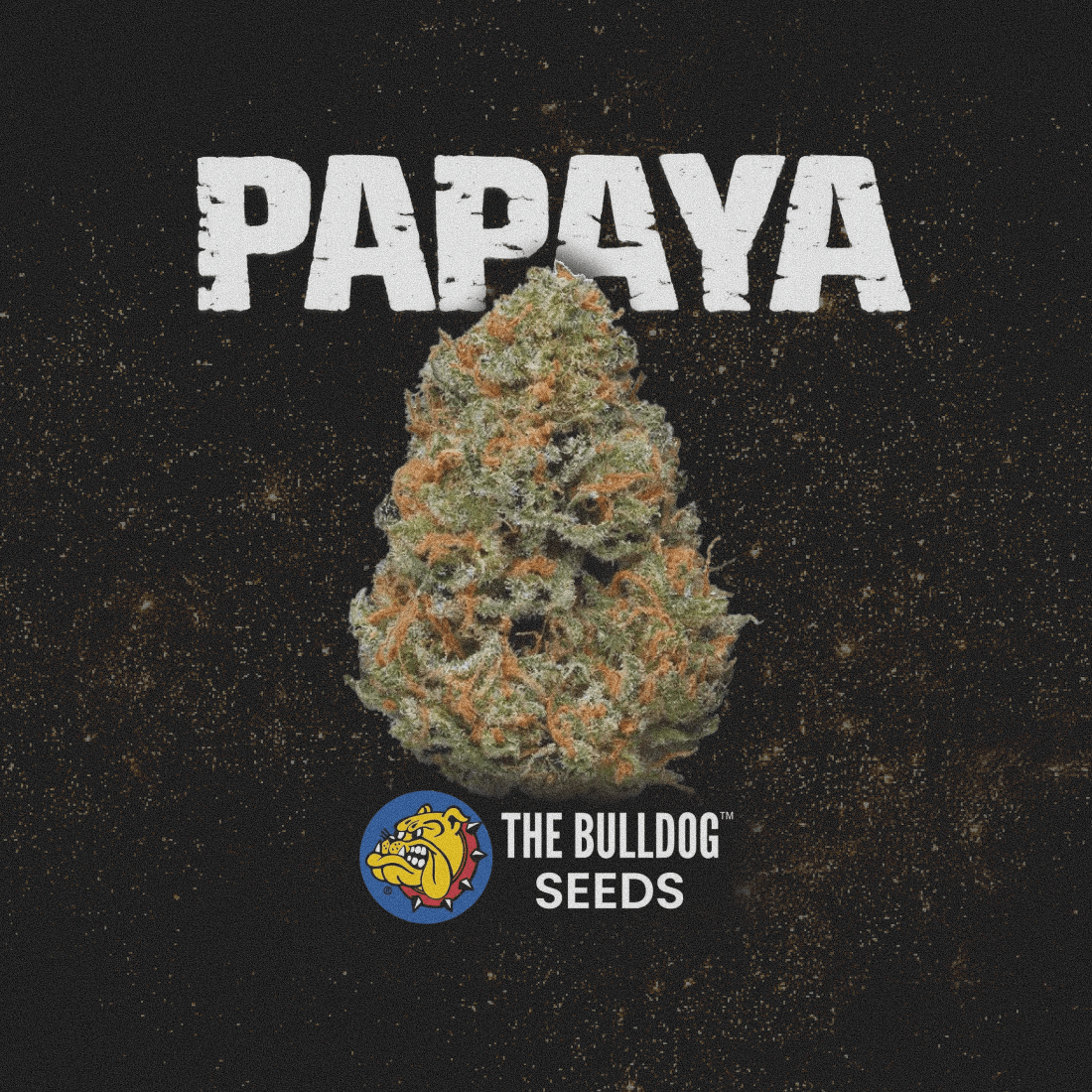 Papaya - The Seed Shop