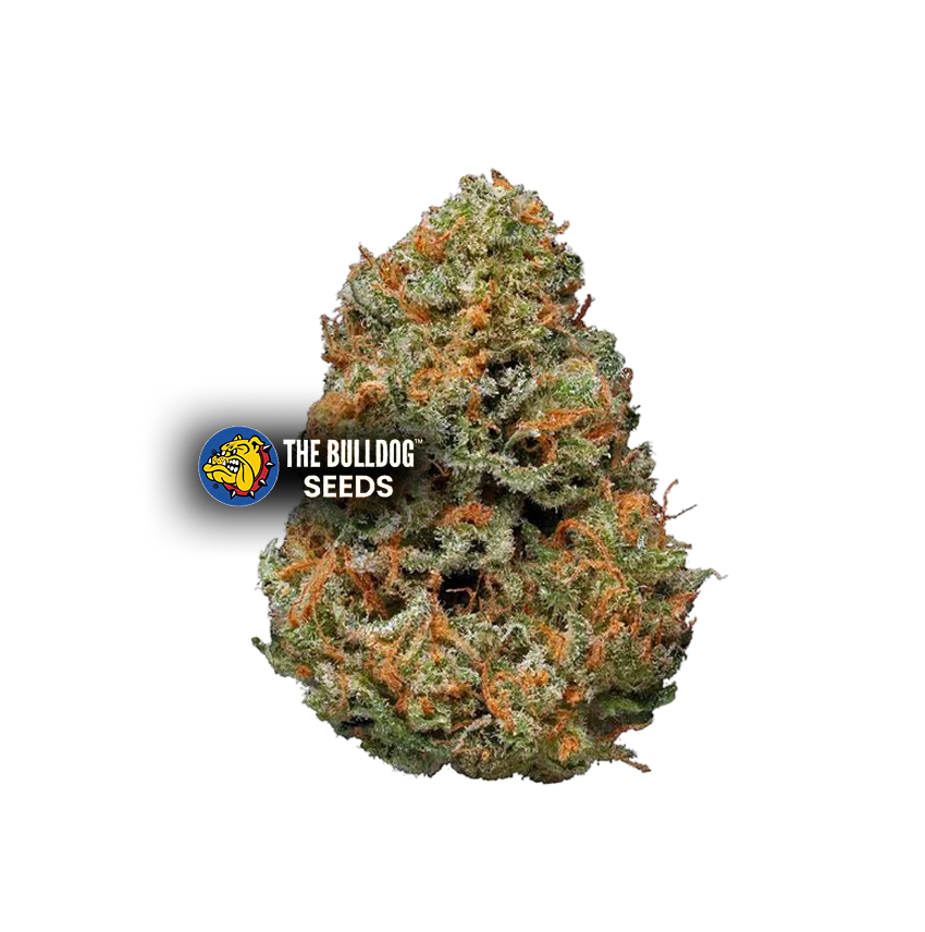 Papaya - The Seed Shop