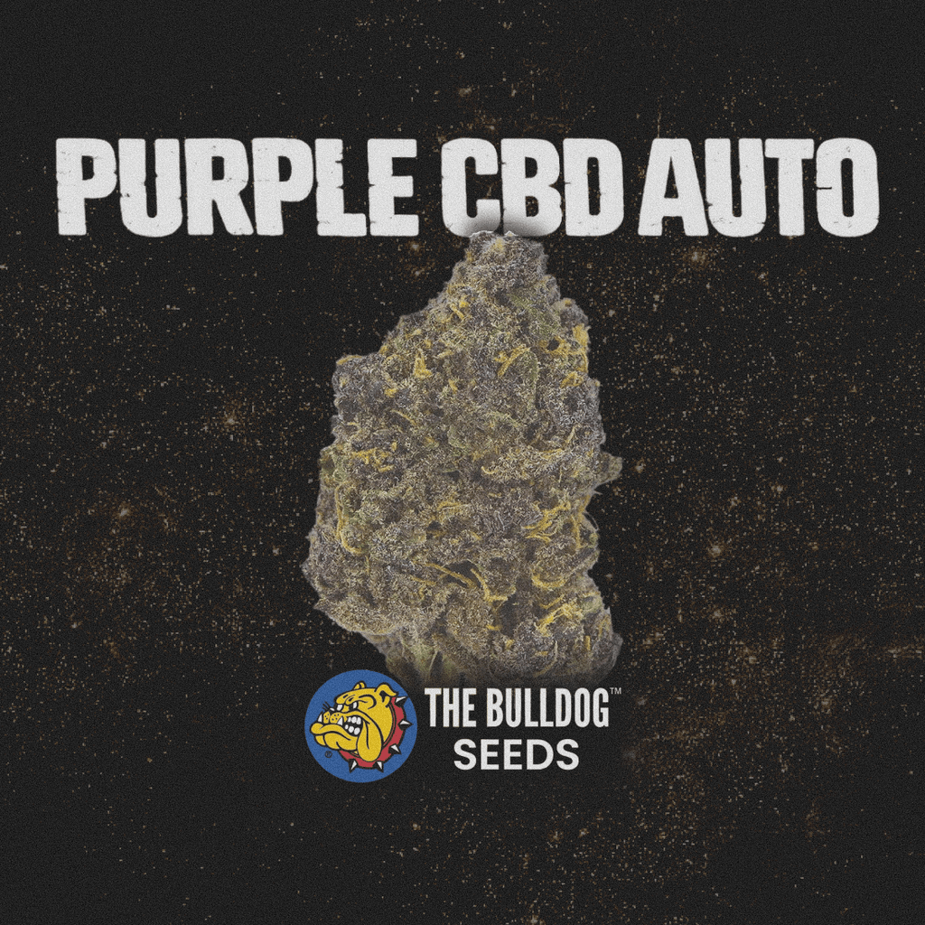Purple CBD Auto - The Seed Shop