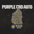 Purple CBD Auto - The Seed Shop