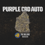Purple CBD Auto - The Seed Shop