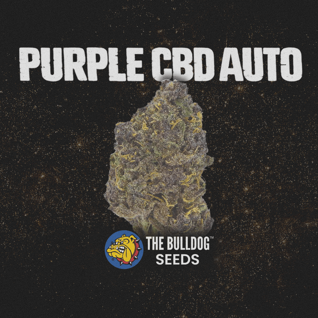 Purple CBD Auto - The Seed Shop
